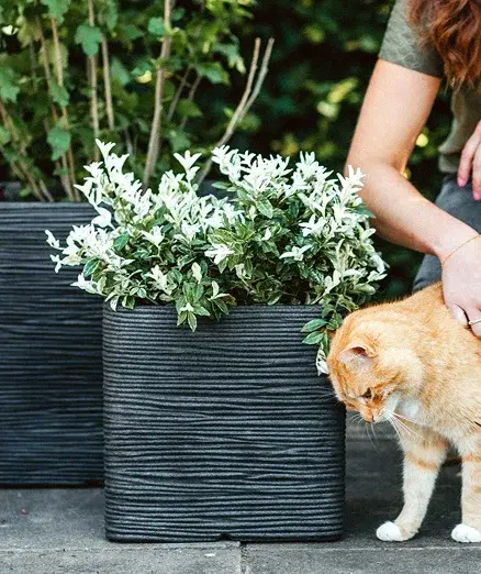 Box Planters